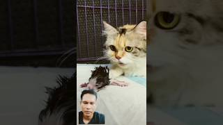 Cat kitten cat catmantoo caturday shortvideo shorts remix dewimaryani7165 [upl. by Ihcur]