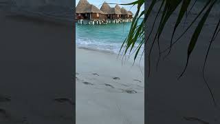 coco palm dhuni kolhu maldives lagoon villa shorts traveltips luxurytravel luxuryhotel maldives [upl. by Arrotal]