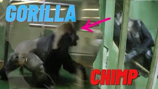 Are gorillas and chimpanzees incompatible Monta repeatedly yawns⎮CHIBA ZOO⎮千葉市動物公園 単独飼育ゴリラ⎮S1E238 [upl. by Geddes]