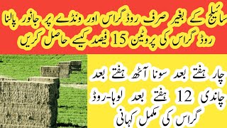 Rhodes grass aur wanday k sath dairy farming II Best use of Rhodes grass I Benefits of Rhodes grass [upl. by Ahsirk775]