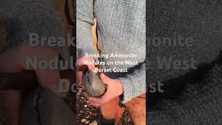 Ammonite Nodule breaking well again life fossil treasure onepiece winning breakingnews beach [upl. by Emoryt276]