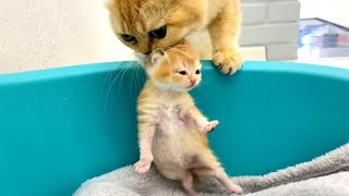 Mother cat forgot to carry adopted kitten to a new place but take care about her daughter [upl. by Rumery868]