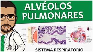 Sistema Respiratório 15  Os alvéolos pulmonares  Pulmões vídeoaula [upl. by Cromwell]