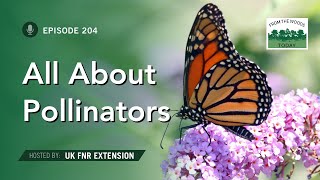 All About Pollinators  From the Woods Today  Episode 204 [upl. by Ruffo]