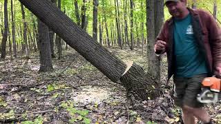 Cutting Down a “Widowmaker” Tree With the Backhoe [upl. by Amsab154]