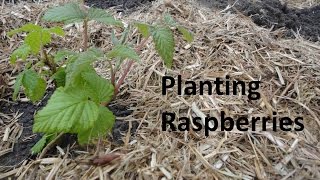 How To Plant Raspberries [upl. by Asihtal117]