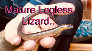 A Legless Lizard Visit [upl. by Danuloff]