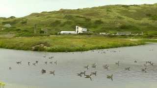 Canada Geese Greylag Geese and Hybrid Goose at St Gothian Sands Cornwall [upl. by Jacobs]