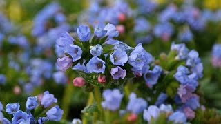 Pulmonaria Production Tips  Walters Gardens [upl. by Bertrand439]