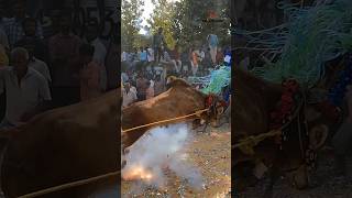 Jumping 🔥 Bull 🐂 Mass Entry 😱 Chandra giri jallikattuchittoorjallikattuchittoorrunwithvinay [upl. by Aholah58]