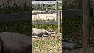 My one eyed pony is stuck UNDER a fence pony welshpony equestrian equestrianlife horse [upl. by Odrick]