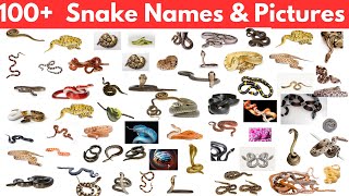 100 Snake Names and Pictures [upl. by Alliehs890]