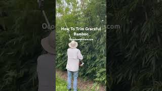 How To Trim Graceful Bamboo Plants With A Hedge Trimmer  Learn From Bamboo Experts at Ocoee Bamboo [upl. by Adnic]