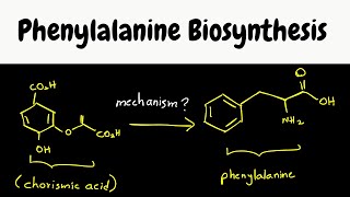 phenylalanine biosynthesis  biosynthesis part 8 [upl. by Talbert]