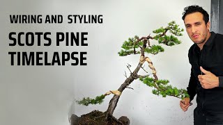 Scots Pine Bonsai Timelapse [upl. by Heather530]