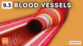 IGCSE Biology  Blood vessels 93 [upl. by Lasser]