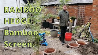 BAMBOO HEDGE Bamboo Screen How to plant Bamboo [upl. by Royd689]