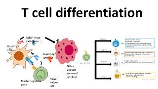 T cell differentiation role of cytokines in T cell differentiation [upl. by Ltsyrk]