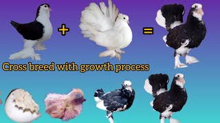 baby pigeon growth pigeon cross breeding result [upl. by Anitsirhk]