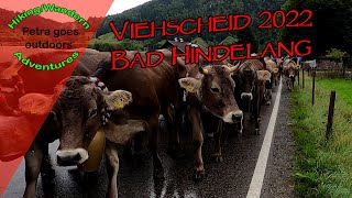 Viehscheid Almabtrieb 2022 in Bad Hindelang  Allgäu  Sehr empfehlenswert da traditionell [upl. by Ailla]