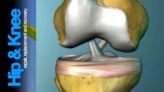 The Anterior Cruciate Ligament What is it amp what does it do [upl. by Apostles]