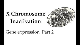 X chromosome inactivation P2 54 [upl. by Amaty]