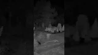 Au royaume des Morts les ombres sont rois cimetière paranormal ghost paranormalactivity [upl. by Yetnruoc]