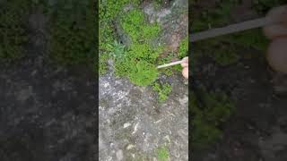 nature gardenplants garden algae algerie shorts short trending gardenflowers naturelovers [upl. by Marron964]