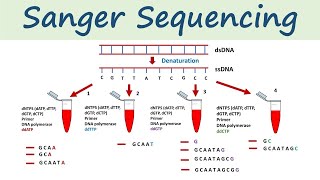 Sanger Sequencing  DNA sequencing method [upl. by Winifield339]