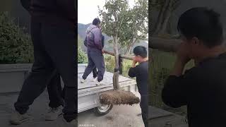 Landscape tree loading process onto a pickup truck for transplanting to another location [upl. by Adnorrahs554]