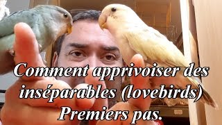 Comment apprivoiser des inséparables premiers pas  How to tame lovebirds first steps [upl. by Leahcam26]