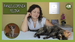 PANLEUCOPENIA FELINA O ENTERITIS INFECCIOSA  FPV  TRATAMIENTO SÍNTOMAS PREVENCIÓN Y DIAGNÓSTICO [upl. by Piderit]