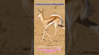 🦌Springbok Stotting Lifecycle😍youtube springbok ytshorts shorts [upl. by Eelyam133]