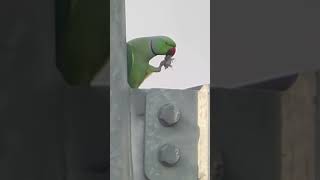 quotCurious Green Parrot Playful Behaviors and Funny Anticsquot [upl. by Gerik109]