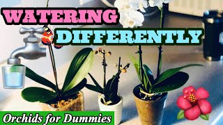 Orchid Care Fertilizing Phalaenopsis Orchids in different Mediums [upl. by Ayanal332]