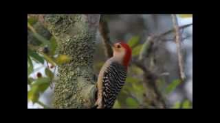 Redbellied Woodpecker with sound [upl. by Enirahtak]