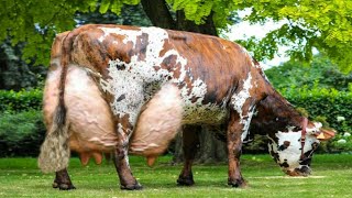 Highly Milking Biggest Udder Normande Cow  Normande Cattle Breed Cow Full Documentary  Cow [upl. by Lonnie]