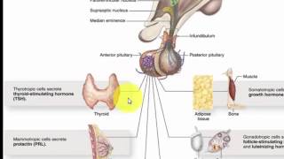 BIO  Videoles 1  Hormonen en hormonale regulatie  ABA [upl. by Llenej613]