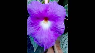 Achimenes flowers gardenmillionairecapcutyoutubeshortstrendingtrendingshortsshorts [upl. by Nauqet]