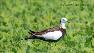 Pheasant tailed Jacana enjoying storm [upl. by Lawford167]