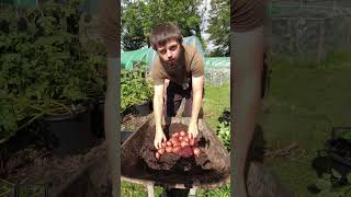 Amazing Potato Harvest Results That Will Change Everything [upl. by Demodena]