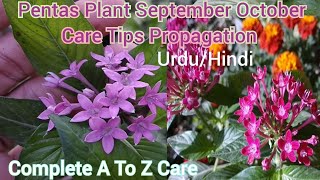 How To Grow And Care Pentas flowers Plant At Home  Pentas Plant Ko kese Lagain Propagation Hindi [upl. by Ogdan]