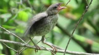 Cowbird Chick Fed by BlueGray Gnatcatcher [upl. by Arika]