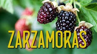 Como cultivar zarzamoras [upl. by Steve]