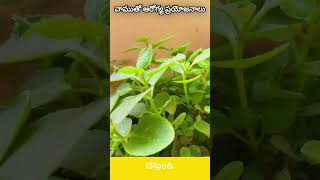 ఇంట్లో వాము ఉంటే ఒంట్లో ఆరోగ్యం ఉన్నట్లే ajwain [upl. by Aicilaanna88]