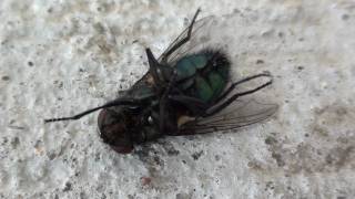 Blow Fly Calliphoridae Poisoned [upl. by Cirdek]