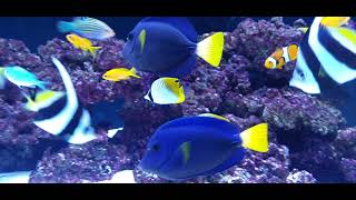 Zebrasoma xanthurum adult couple fish only saltwater tank [upl. by Thursby55]