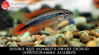 Apistogramma agassizi THE COURAGEOUS Double Red Agassizi’s Dwarf Cichlid Leopard Aquatic V007A [upl. by Haggar]