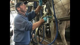 A Day in the Life of a Dairy Farm [upl. by Gereron]