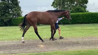 2024 Magic Millions March Yearling Sale  Lot 109  North Pacific x Sheza Shamardal  Filly [upl. by Etnom]